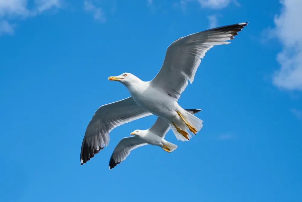 akyurt, engin: gabbiano in volo