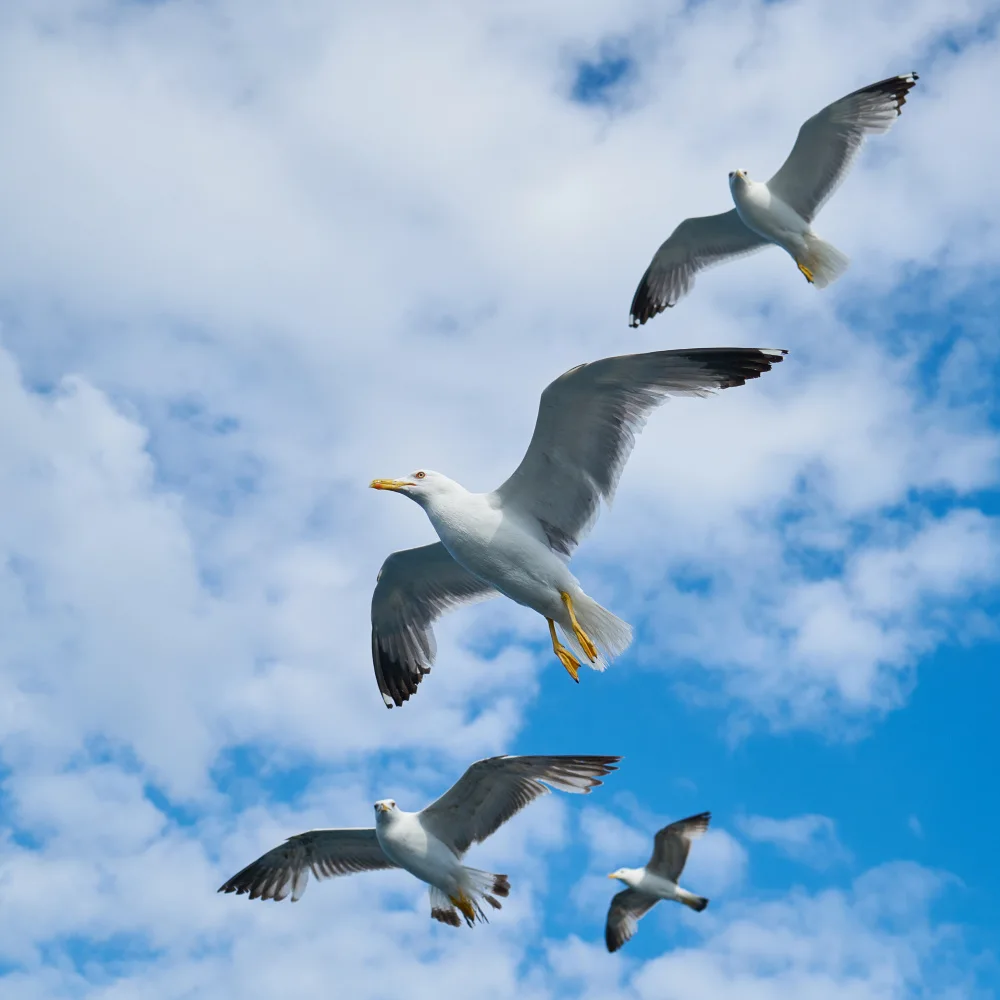 akyurt, engin: gabbiano in volo
