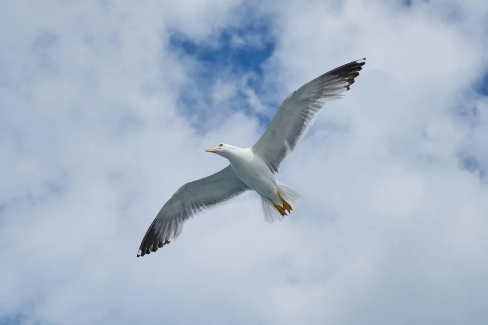 akyurt, engin: gabbiano in volo