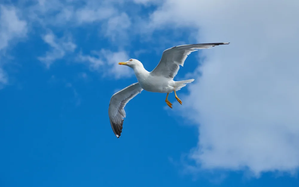 akyurt, engin: gabbiano in volo