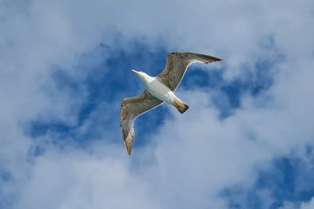 akyurt, engin: gabbiano in volo