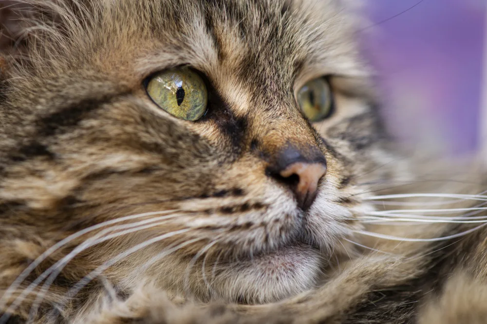 akyurt, engin: süße Katze