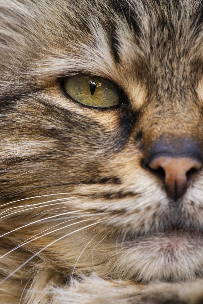 akyurt, engin: gatto carino