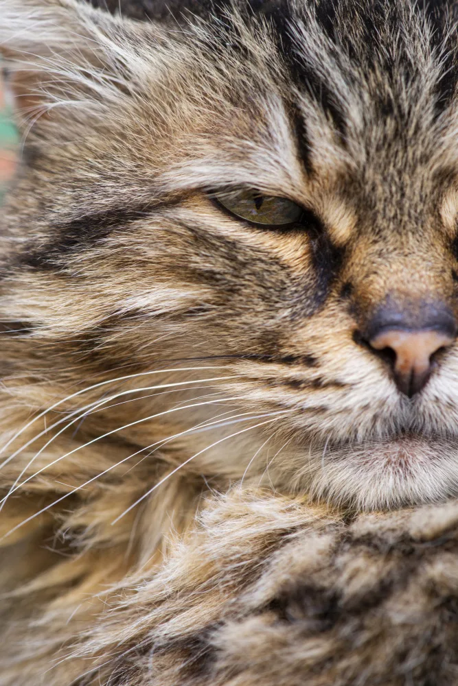 akyurt, engin: süße Katze