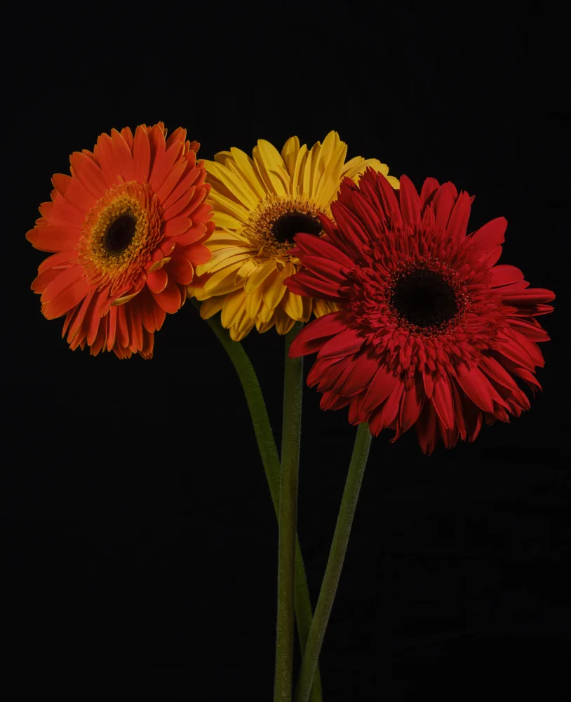 akyurt, engin: fiori di Gerbera multicolori