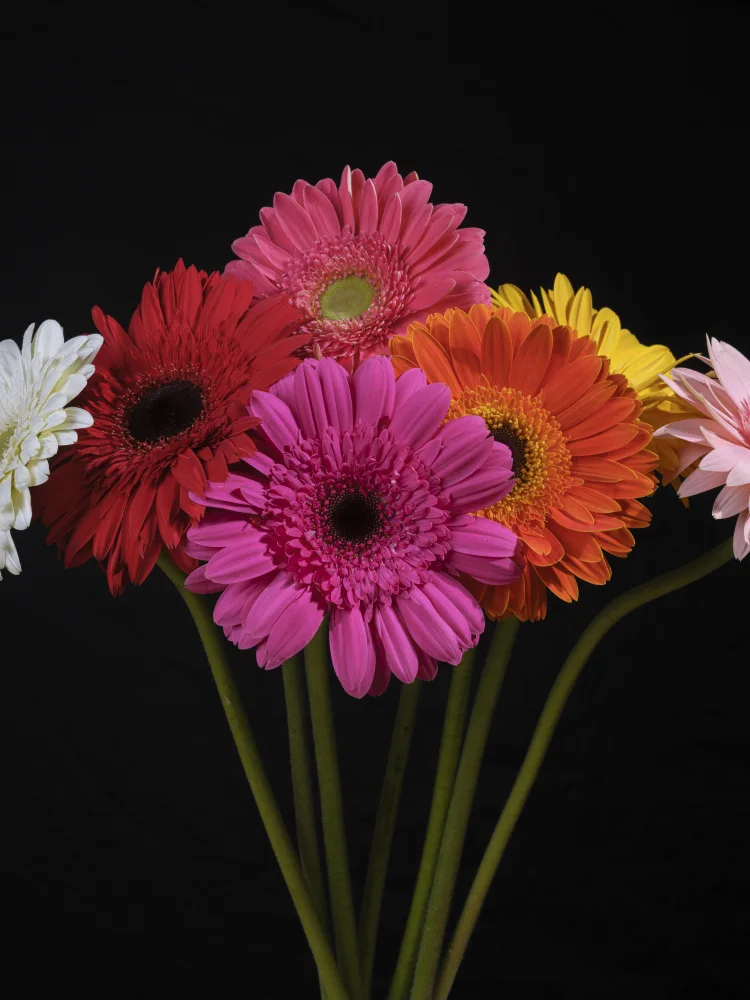 akyurt, engin: fiori di Gerbera multicolori