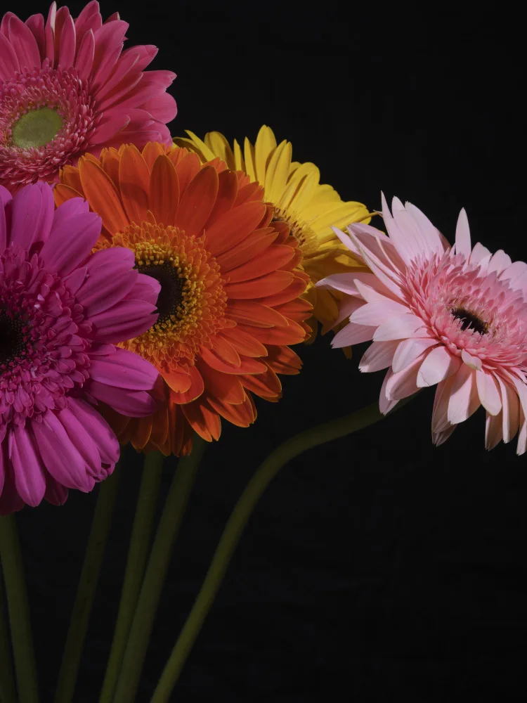 akyurt, engin: fiori di Gerbera multicolori