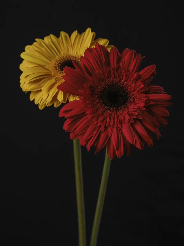 akyurt, engin: Bunte Gerbera-Blüten
