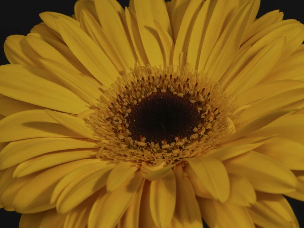 akyurt, engin: schöne Blume