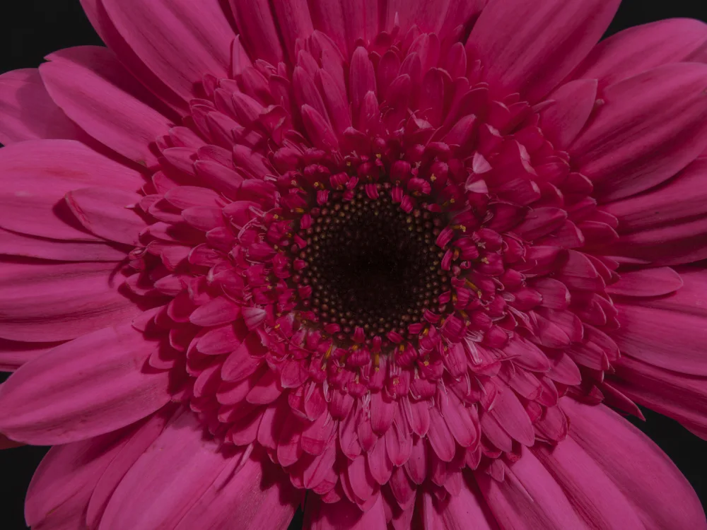 akyurt, engin: schöne Blume
