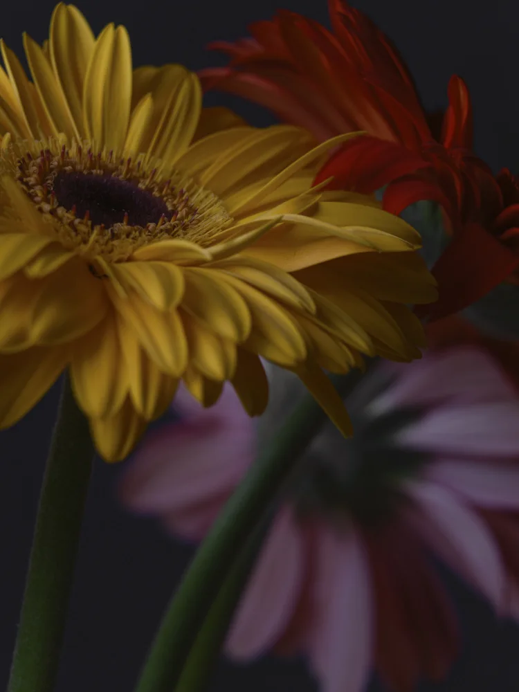 akyurt, engin: schöne Blumen
