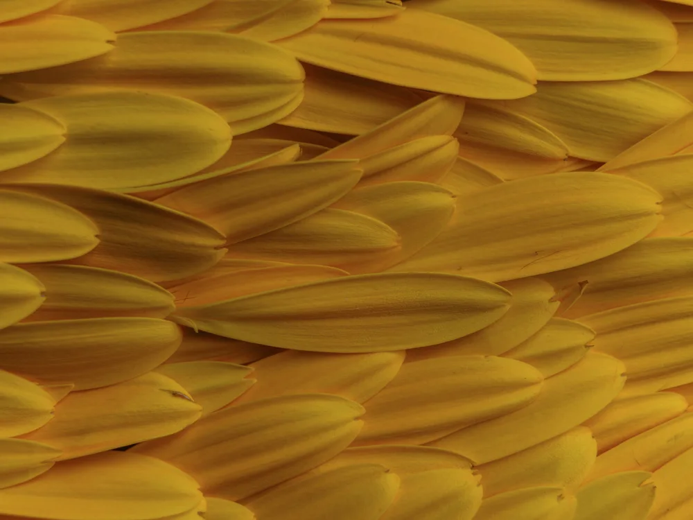 akyurt, engin: petali di fiori