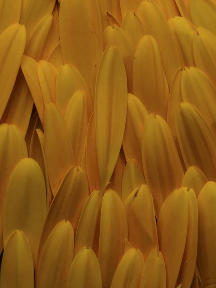 akyurt, engin: petali di fiori