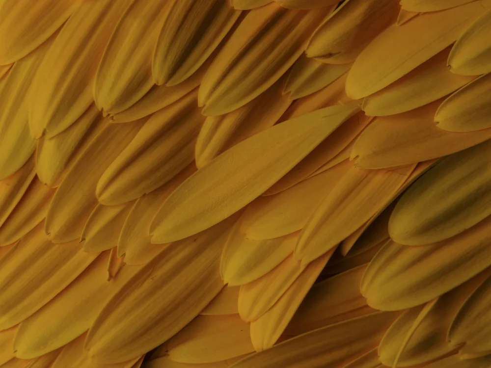 akyurt, engin: petali di fiori