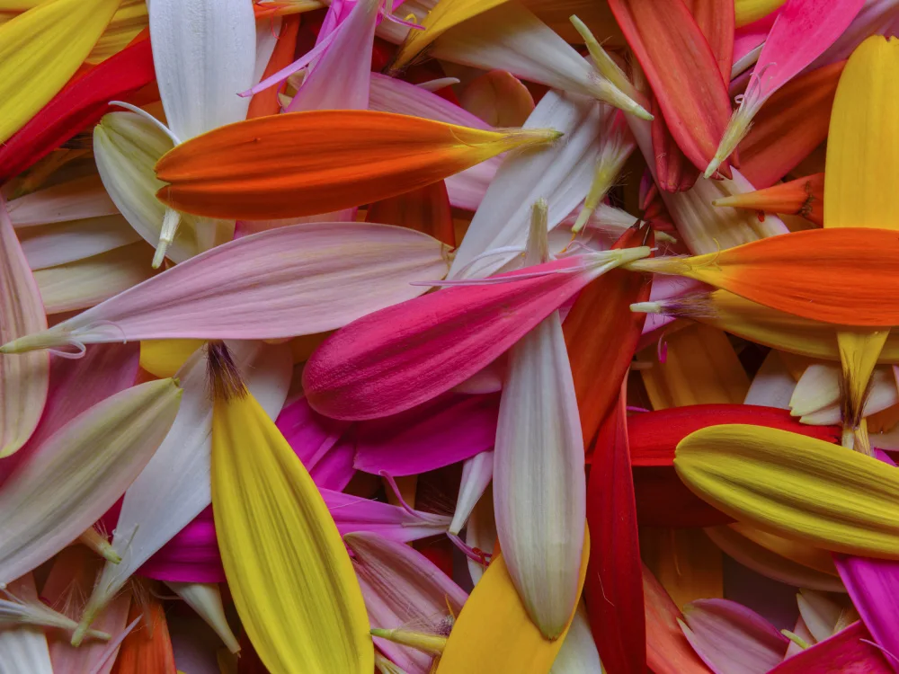 akyurt, engin: petali di fiori colorati