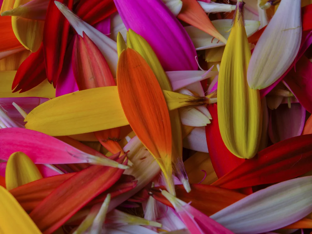 akyurt, engin: petali di fiori colorati