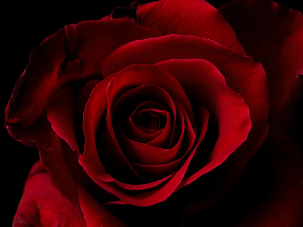 akyurt, engin: ripresa macro di una bella rosa rossa