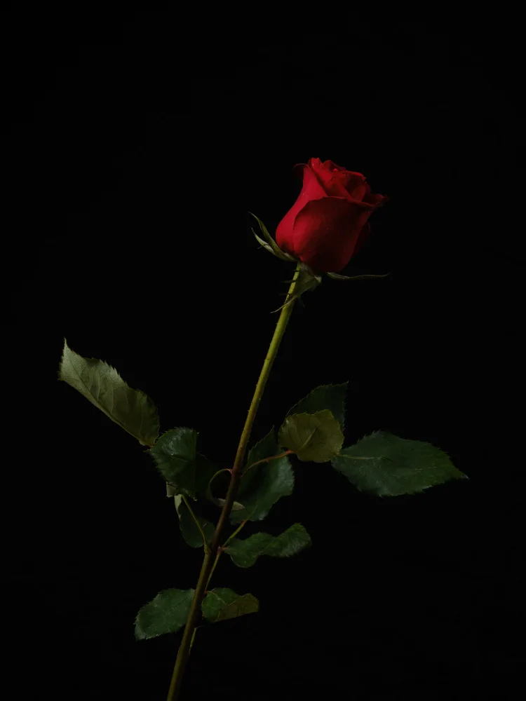 akyurt, engin: rosa rossa isolata su sfondo nero