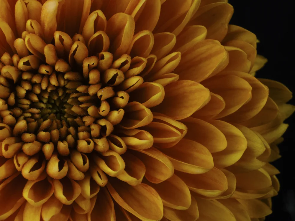 akyurt, engin: ripresa macro di un bel fiore giallo