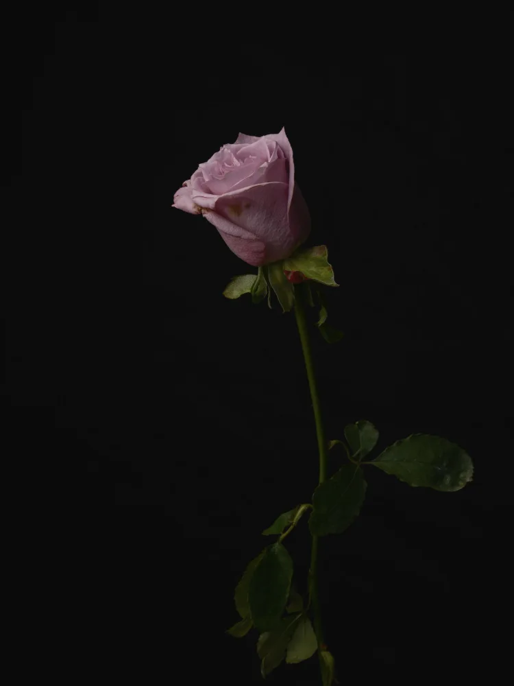 akyurt, engin: Rosa Rosa