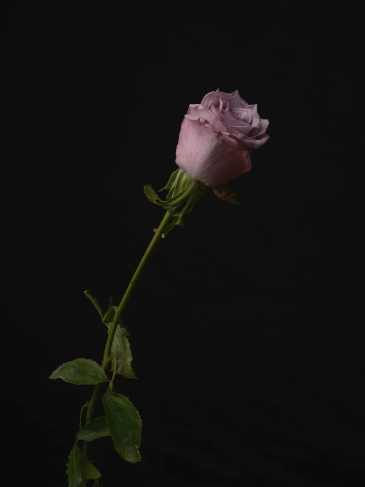 akyurt, engin: Rosa Rosa