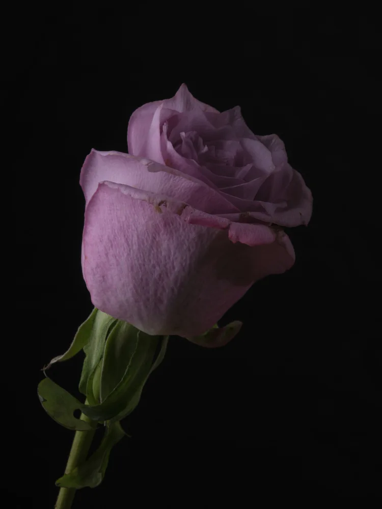 akyurt, engin: Rosa Rosa