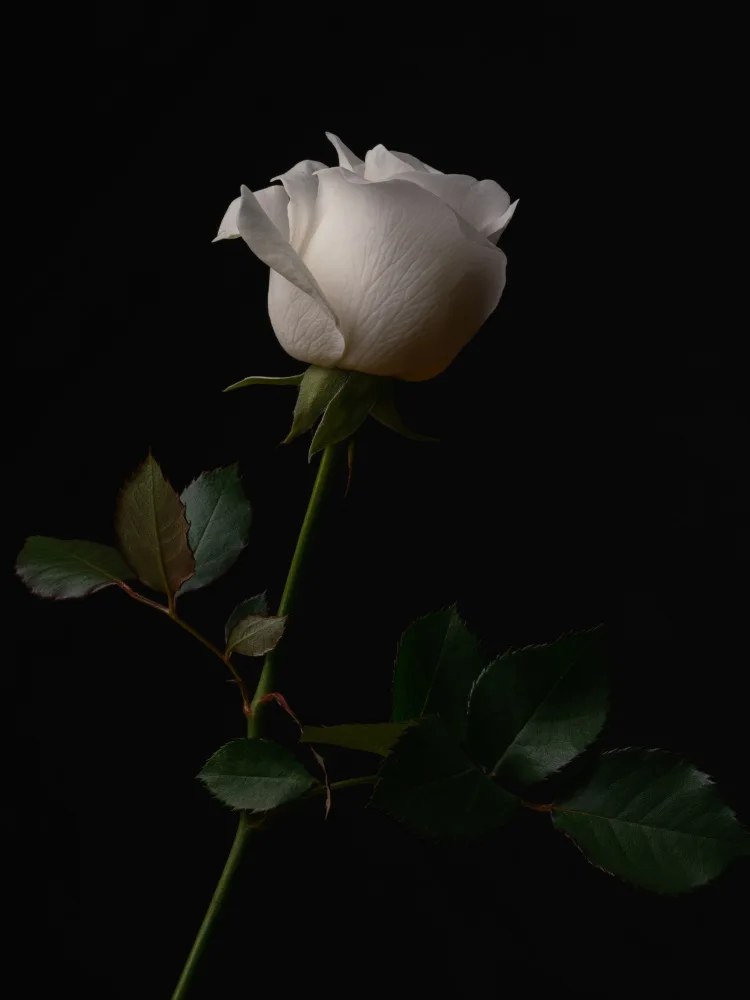 akyurt, engin: rosa Bianca