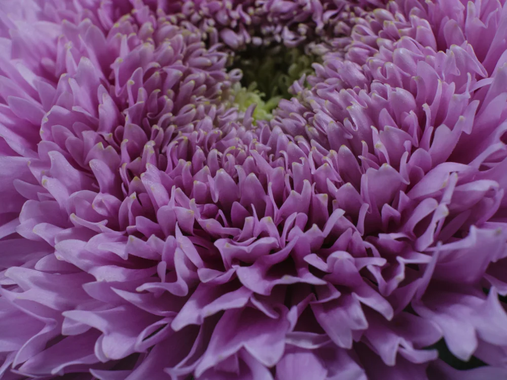 akyurt, engin: bellissimo fiore rosa