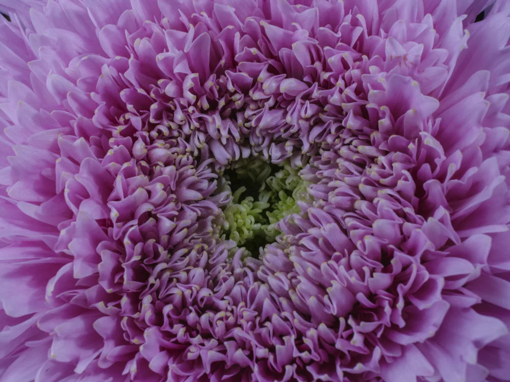 akyurt, engin: bellissimo fiore rosa