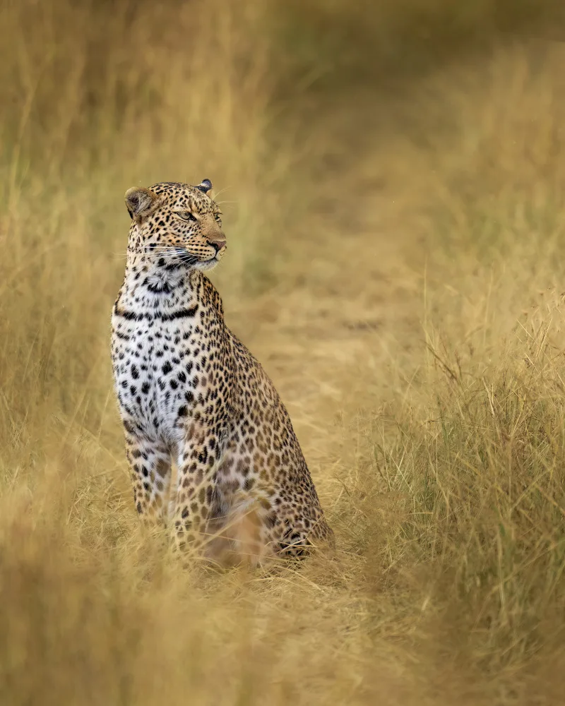 Elsheshtawy, Ahmed: leopardo