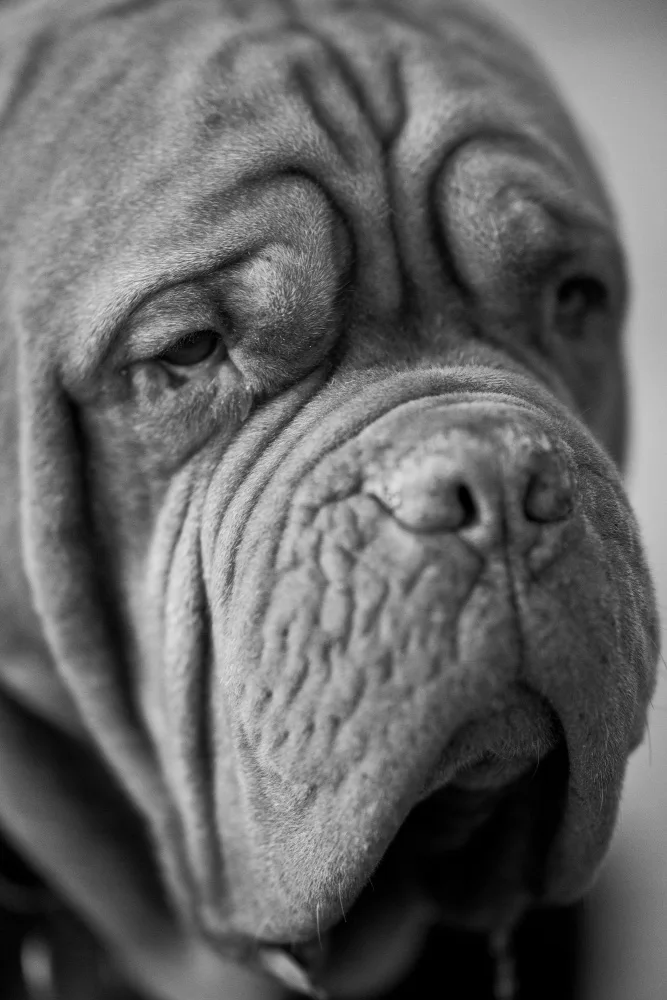 akyurt, engin: ritratto del cane