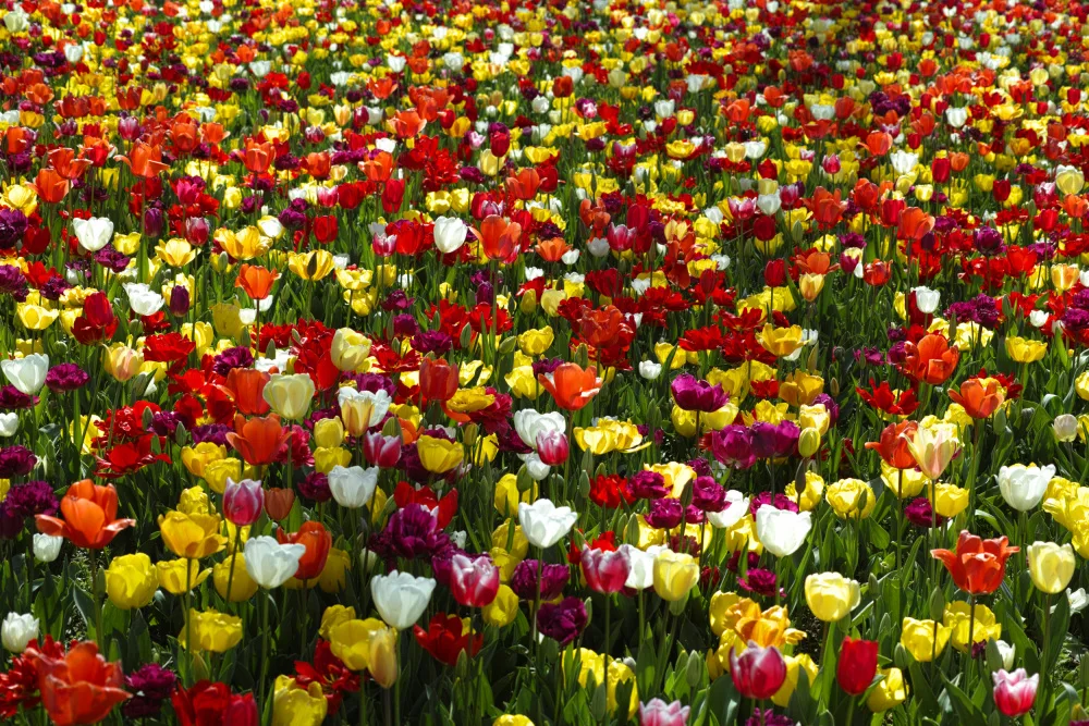 akyurt, engin: tulipani colorati