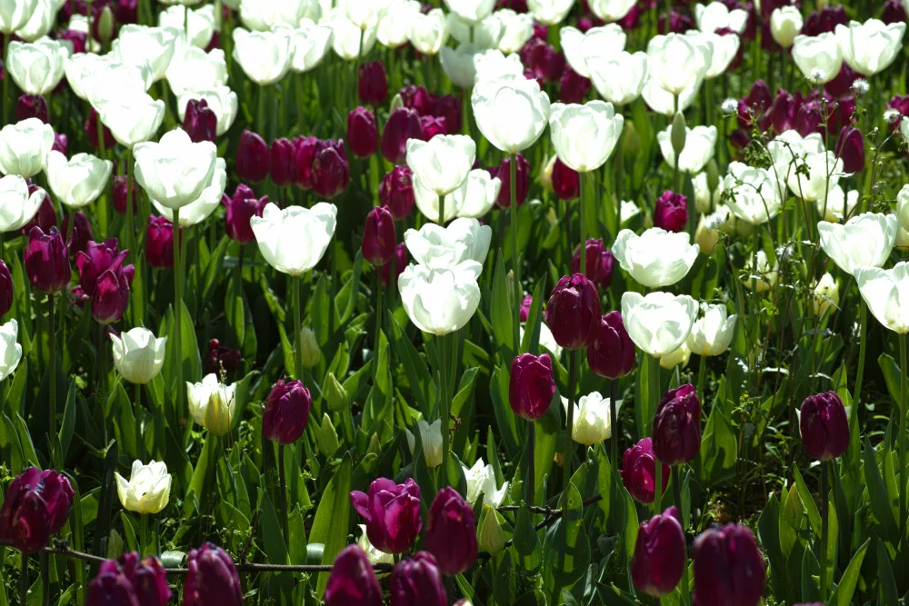 akyurt, engin: tulipani colorati