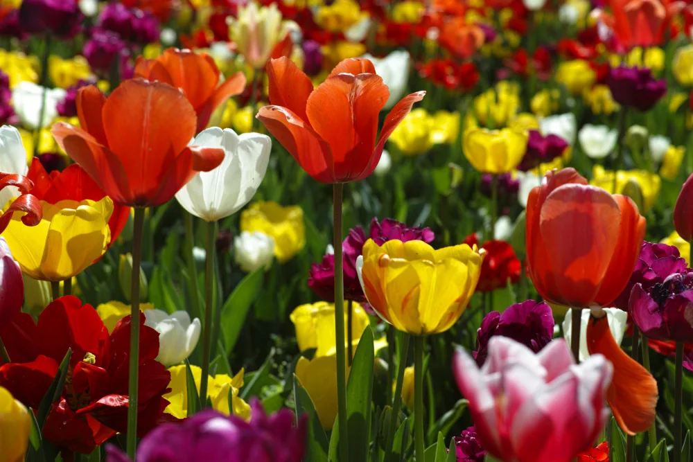 akyurt, engin: tulipani colorati
