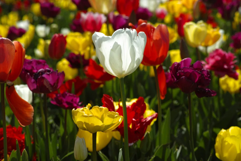 akyurt, engin: tulipani colorati