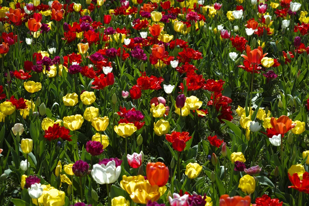 akyurt, engin: tulipani colorati