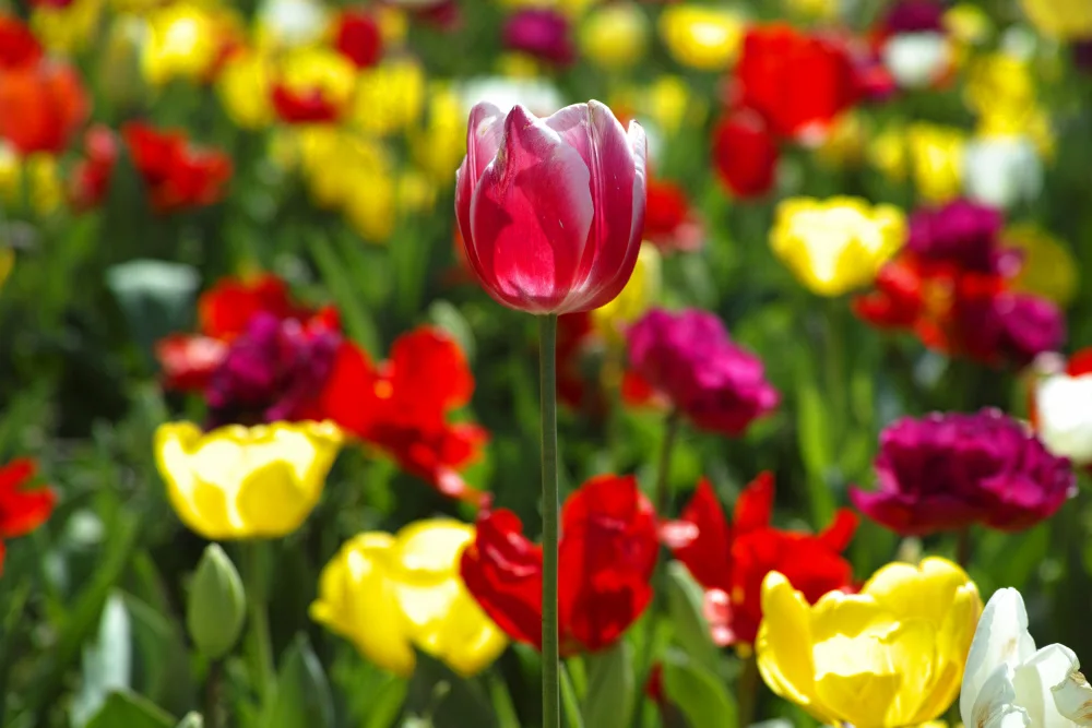 akyurt, engin: bunte Tulpen