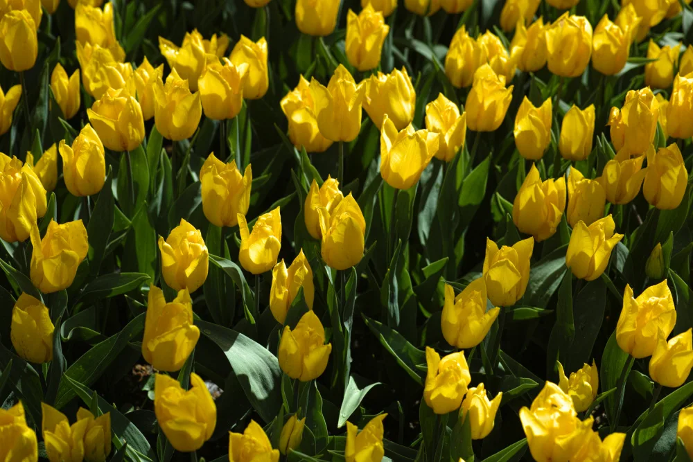 akyurt, engin: tulipani colorati