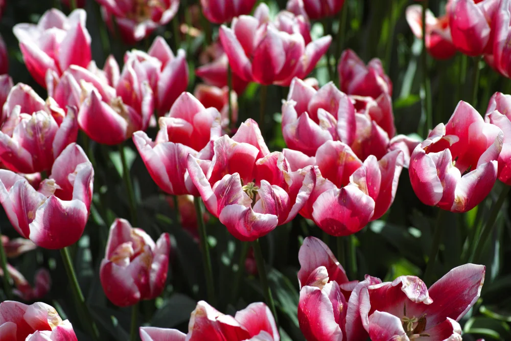 akyurt, engin: tulipani colorati
