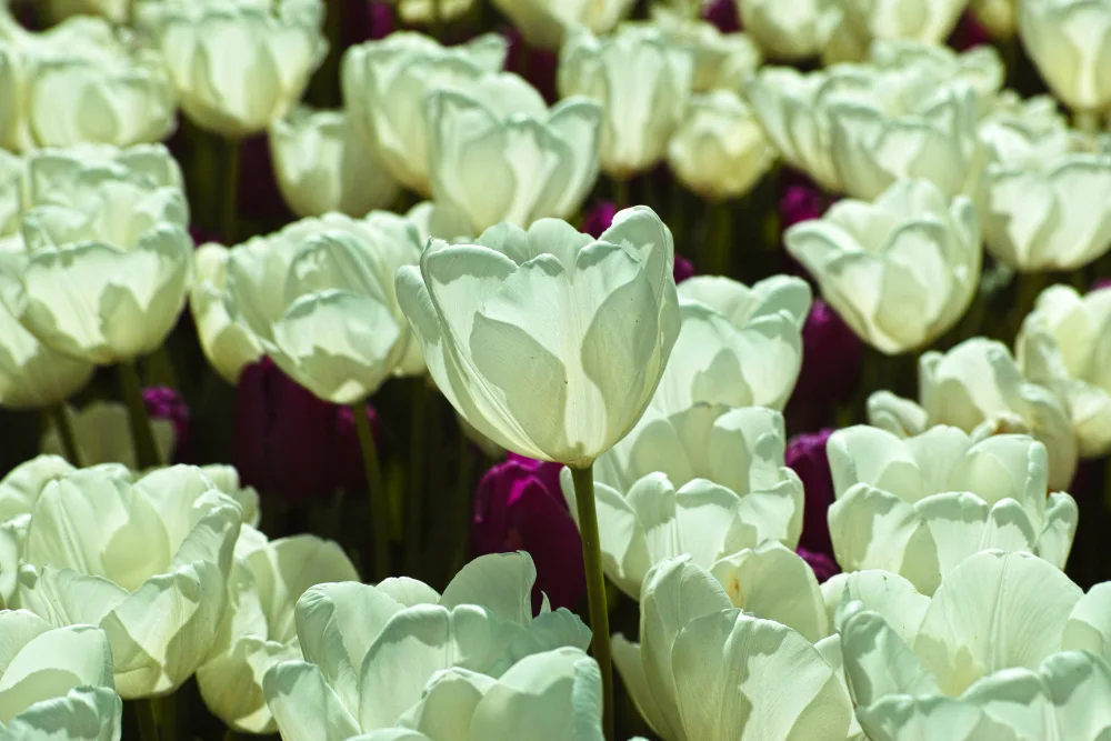 akyurt, engin: tulipani colorati