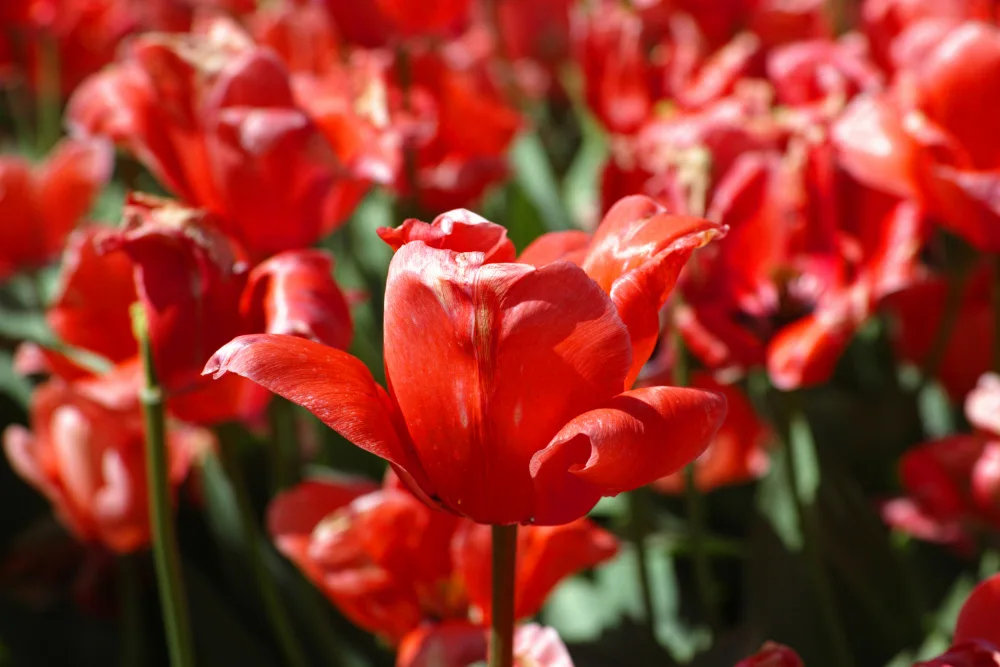 akyurt, engin: tulipani colorati