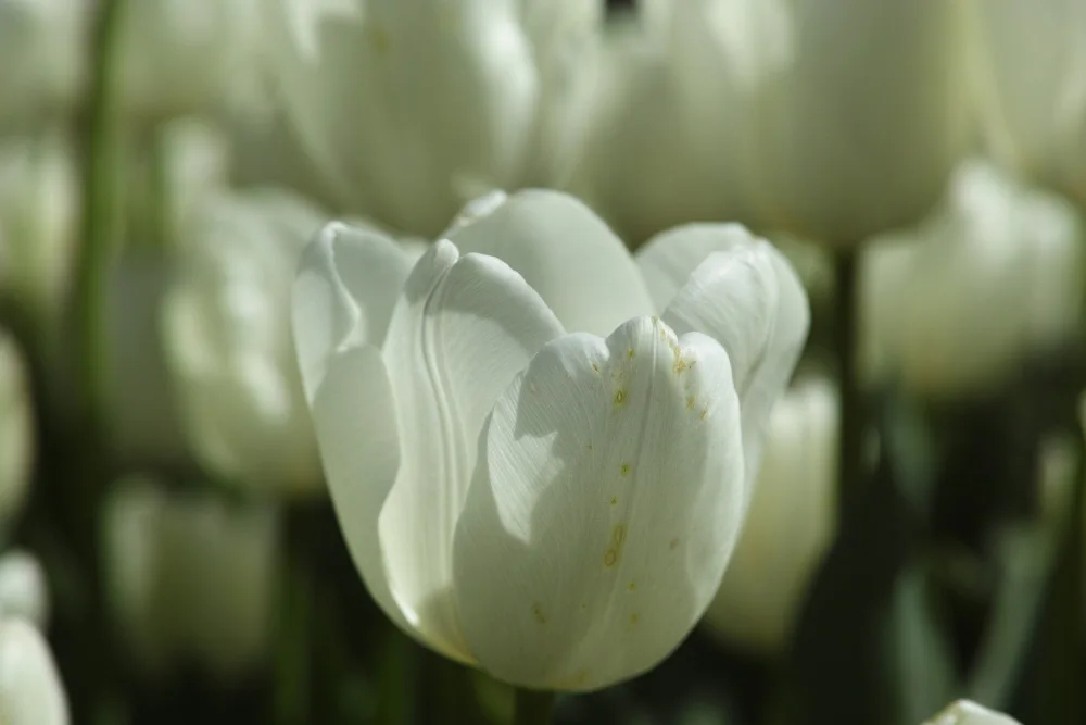 akyurt, engin: tulipani colorati