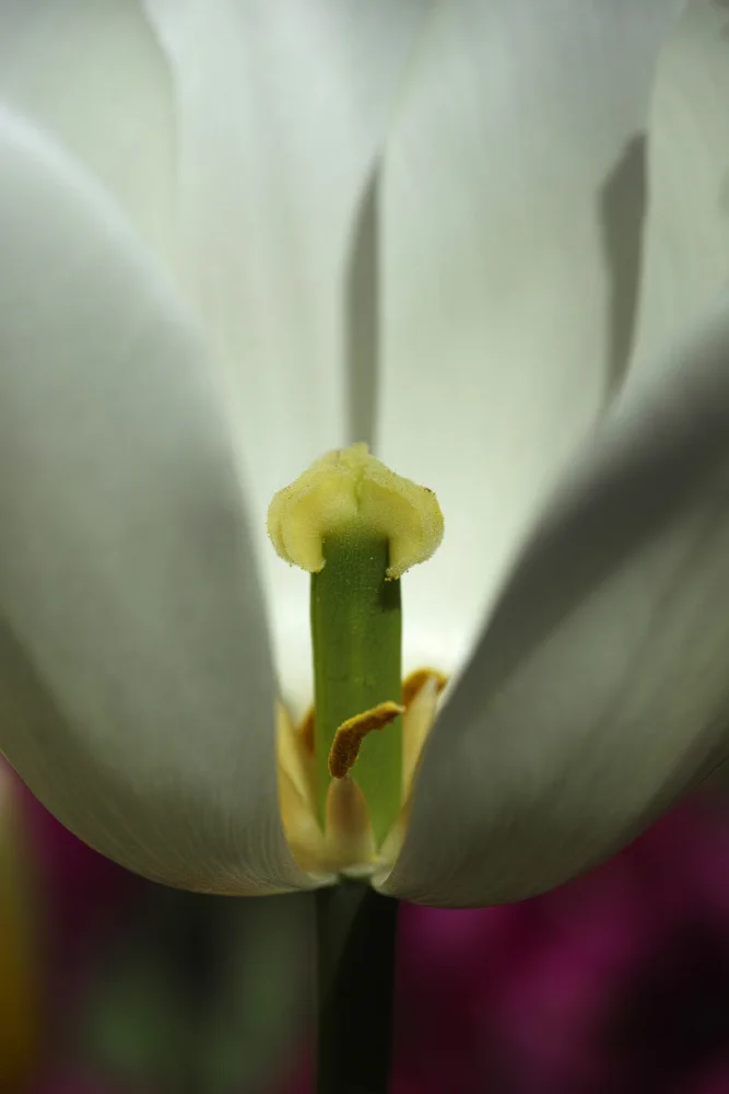 akyurt, engin: tulipano bianco da vicino