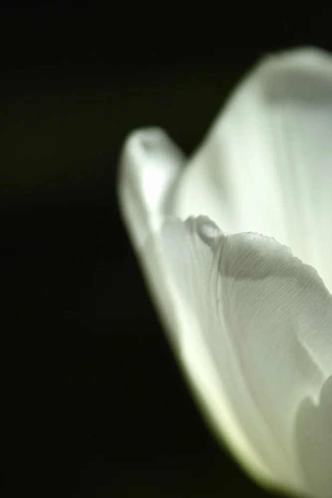akyurt, engin: tulipano bianco da vicino