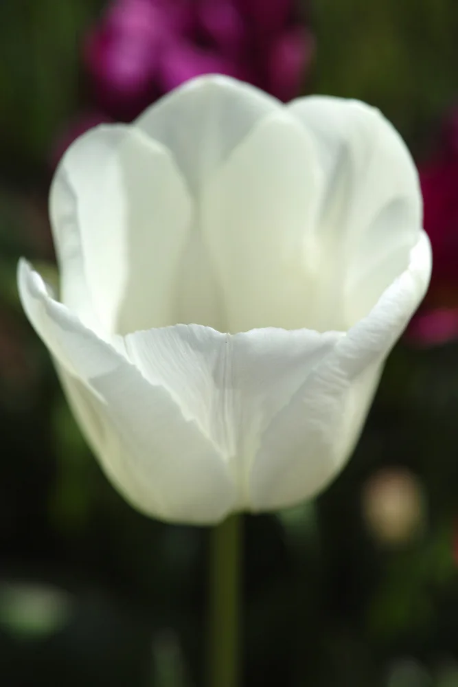 akyurt, engin: tulipano bianco da vicino