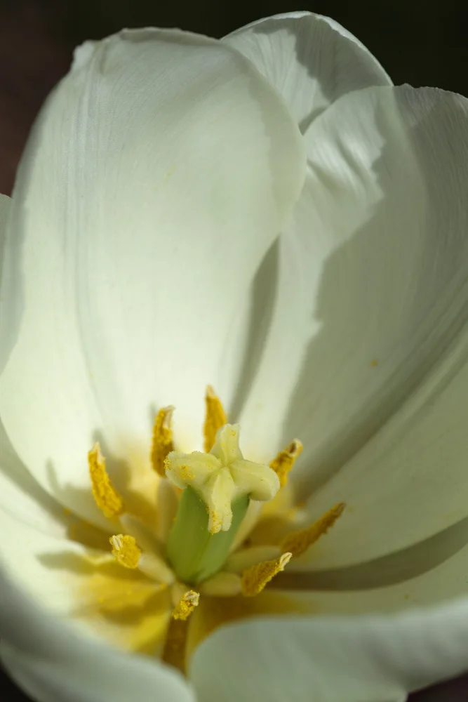 akyurt, engin: tulipano bianco da vicino