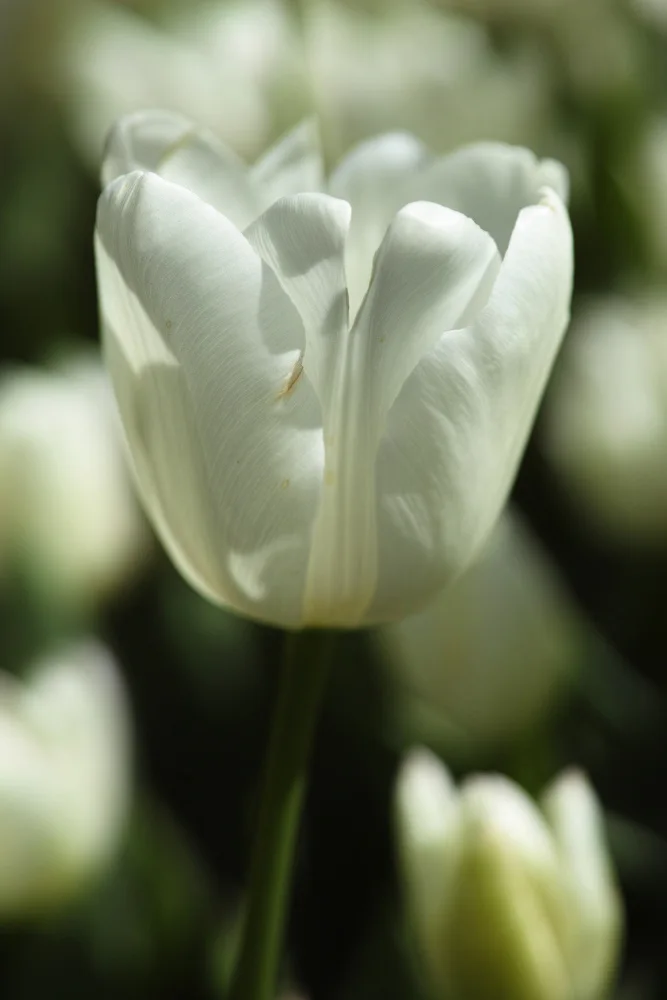 akyurt, engin: tulipano bianco da vicino
