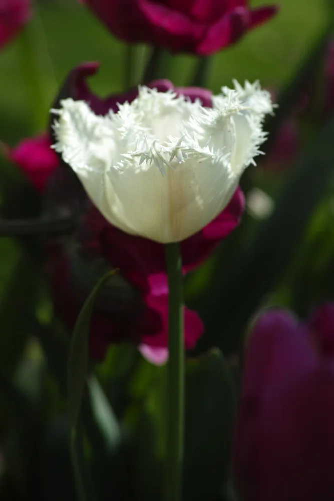 akyurt, engin: Weiße Tulpe aus nächster Nähe