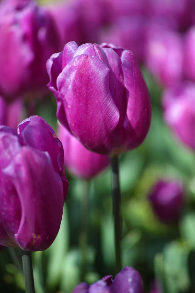 akyurt, engin: tulipano viola