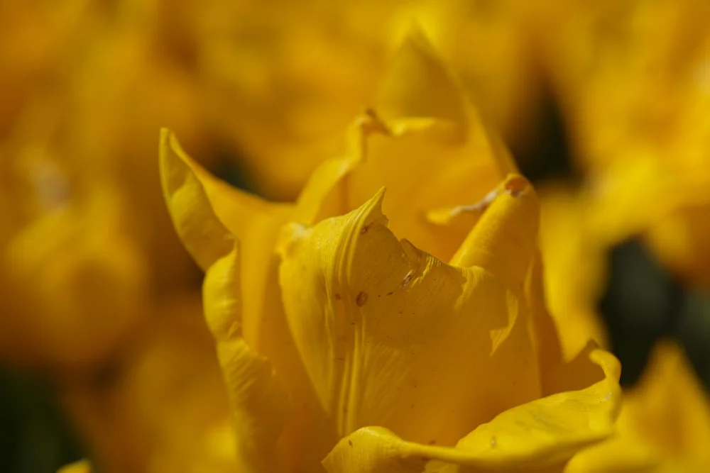 akyurt, engin: tulipano giallo